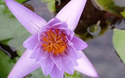 Yo soy la fotografía