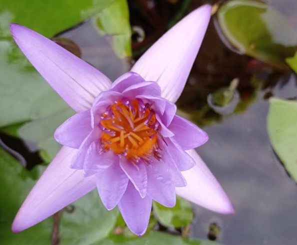 Yo soy la fotografía